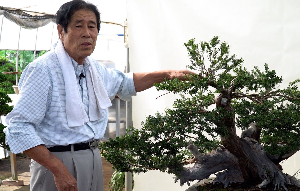 Maestro bonsai